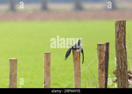 jackdaw (Corvus monedula, Coloeus monedula), couché sur un poteau en bois par une chaude journée avec des ailes tombantes et un bec ouvert, vue de face, pays-Bas Banque D'Images