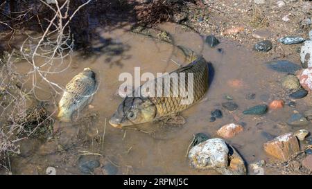 Carpe écailleuse, carpe européenne (Cyprinus carpio), carpes ont été évacuées du réservoir pendant les secours d'urgence après de fortes pluies et ont péri dans les résidus Banque D'Images