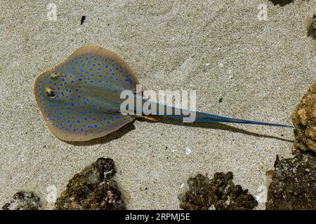 Raie borgne, raie borgne à pois bleus, raie lagoonray borgne à pois bleus, fantasme, raie borgne à pois bleus (Taeniura lymma), sur sable, USA, Arizona Banque D'Images