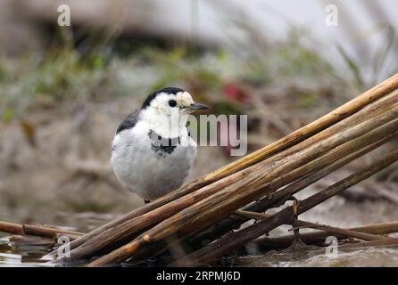 Wagtail chinois, Wagtail Amour, Wagtail blanc Amour (Motacilla alba leucopsis, Motacilla leucopsis), perché au bord de l'eau sur la queue de poule, Chine Banque D'Images