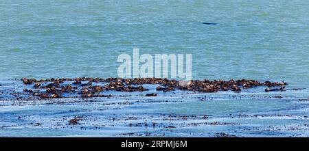 Loutre de mer (Enhydra lutris), grand groupe flottant à la surface de l'eau dans la mer, USA, Californie Banque D'Images