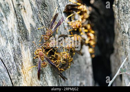 Guêpe à papier à pattes jaunes (Mischocyttarus flavitarsus), devant le nid dans le tronc creux, États-Unis, Arizona, Monument national de Tonto, Phoenix Banque D'Images