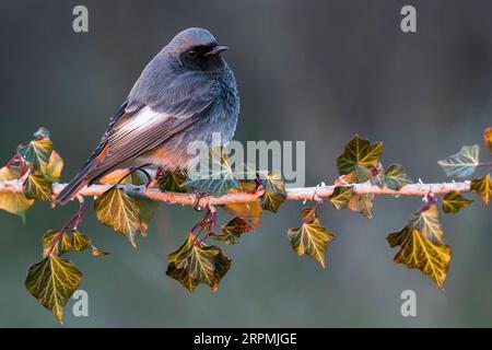 redstart noir (Phoenicurus ochruros), mâle adulte, Italie, Toscane Banque D'Images