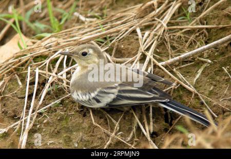 Wagtail chinois, Wagtail Amour, Wagtail blanc Amour (Motacilla alba leucopsis, Motacilla leucopsis), perché sur le sol, vue latérale, Chine Banque D'Images