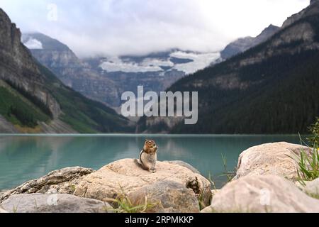 Un chipmunk près de Lake Louise. Faune canadienne. Parc national Banff Banque D'Images