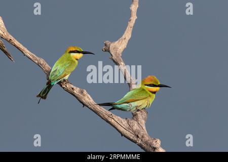 Une paire de Rainbow Bee-Eaters sont perchés dans un mort alors que des nuages de tempête se construisent en arrière-plan. Banque D'Images