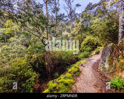 DERBY, AUSTRALIE, 24 SEPTEMBRE 2022 : Axehead Trail sur le réseau populaire et Blue Derby Mountain bike Trail au printemps à Derby, Tasmanie Banque D'Images