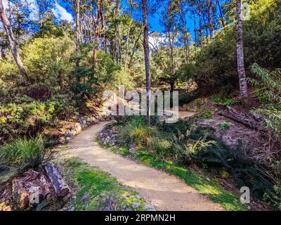 DERBY, AUSTRALIE, 24 SEPTEMBRE 2022 : Axehead Trail sur le réseau populaire et Blue Derby Mountain bike Trail au printemps à Derby, Tasmanie Banque D'Images