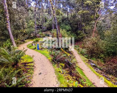 DERBY, AUSTRALIE, 24 SEPTEMBRE 2022 : Axehead Trail sur le réseau populaire et Blue Derby Mountain bike Trail au printemps à Derby, Tasmanie Banque D'Images