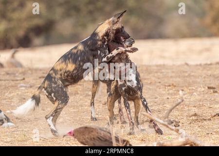 Une meute de chien sauvage africain en voie de disparition, Lycaon pictus, est observée dans le parc national de Mana pools au Zimbabwe. Banque D'Images