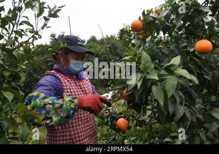 200218 -- NANNING, le 18 février 2020 -- les fruiticulteurs cueillent des fruits au village de Pingdeng, dans le district de Wuming, dans la ville de Nanning, dans la région autonome de Guangxi Zhuang, dans le sud de la Chine, le 17 février 2020. Le district de Wuming de la ville de Nanning a ouvert un passage vert pour aider les produits agricoles locaux à entrer sur le marché. Il a également lancé des politiques préférentielles pour attirer les hommes d’affaires d’autres régions de Chine afin d’augmenter les revenus des agriculteurs locaux tout en luttant contre la nouvelle épidémie de coronavirus. CHINE-GUANGXI-NANNING-NOVOL CORONAVIRUS-PRODUIT AGRICOLE-VERT PASSAGECN LUXBOAN PUBLICATIONXNOTXINXCHN Banque D'Images