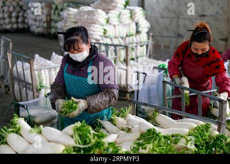 200219 -- CHONGQING, le 19 février 2020 -- des employés sélectionnent et emballent des radis dans une entreprise de transformation de légumes du district de Tongnan à Chongqing, dans le sud-ouest de la Chine, le 18 février 2020. Le district de Tongnan à Chongqing a pris d'importantes mesures pour assurer l'approvisionnement en légumes en ligne et hors ligne dans le cadre des mesures prises pour prévenir et contrôler la nouvelle épidémie de coronavirus. Photo de /Xinhua CHINA-CHONGQING-VEGETABLE-SUPPLY CN HuangxWei PUBLICATIONxNOTxINxCHN Banque D'Images