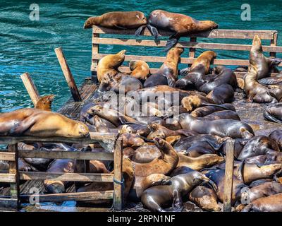 Lions de mer dans le port de Monterey en Californie, USA Banque D'Images