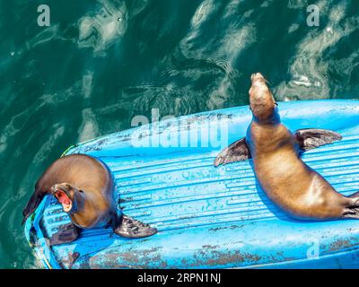 Lions de mer dans le port de Monterey en Californie, USA Banque D'Images