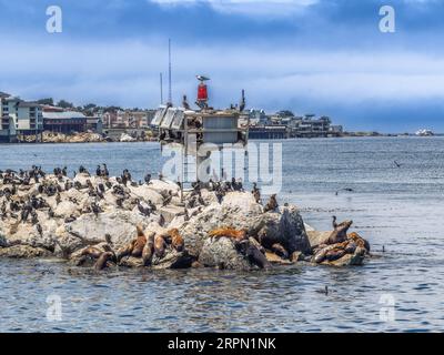 Lions de mer et Cormorans à Monterey, Californie, États-Unis Banque D'Images