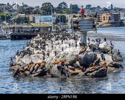 Lions de mer et Cormorans à Monterey, Californie, États-Unis Banque D'Images