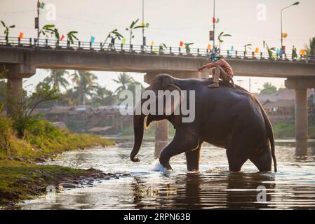 200223 -- XAYABOURY, 23 février 2020 Xinhua -- un homme monte sur un éléphant pendant la fête de l'éléphant dans un affluent du Mékong, dans la province de Xayaboury, au nord du Laos, le 22 février 2020. Le Festival annuel de l'éléphant dure du 22 au 28 février cette année. Photo Kaikeo Saiyasane/Xinhua LAOS-XAYABOURY-ELEPHANT-FESTIVAL PUBLICATIONxNOTxINxCHN Banque D'Images