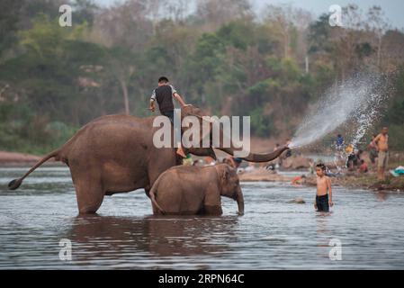 200223 -- XAYABOURY, 23 février 2020 Xinhua -- des enfants jouent avec des éléphants lors de la fête des éléphants dans un affluent du Mékong, dans la province de Xayaboury, au nord du Laos, le 22 février 2020. Le Festival annuel de l'éléphant dure du 22 au 28 février cette année. Photo Kaikeo Saiyasane/Xinhua LAOS-XAYABOURY-ELEPHANT-FESTIVAL PUBLICATIONxNOTxINxCHN Banque D'Images