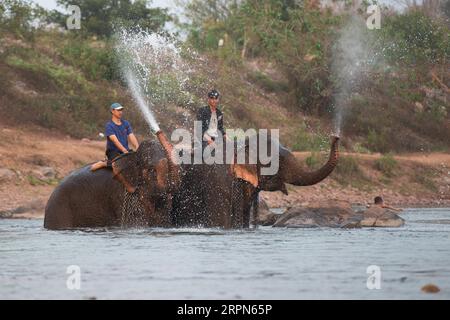 200223 -- XAYABOURY, 23 février 2020 Xinhua -- des gens montent sur des éléphants lors de la fête des éléphants dans un affluent du Mékong, dans la province de Xayaboury, au nord du Laos, le 22 février 2020. Le Festival annuel de l'éléphant dure du 22 au 28 février cette année. Photo Kaikeo Saiyasane/Xinhua LAOS-XAYABOURY-ELEPHANT-FESTIVAL PUBLICATIONxNOTxINxCHN Banque D'Images