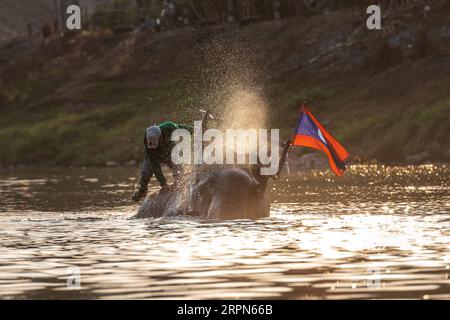 200223 -- XAYABOURY, 23 février 2020 Xinhua -- un homme monte sur un éléphant pendant la fête de l'éléphant dans un affluent du Mékong, dans la province de Xayaboury, au nord du Laos, le 22 février 2020. Le Festival annuel de l'éléphant dure du 22 au 28 février cette année. Photo Kaikeo Saiyasane/Xinhua LAOS-XAYABOURY-ELEPHANT-FESTIVAL PUBLICATIONxNOTxINxCHN Banque D'Images