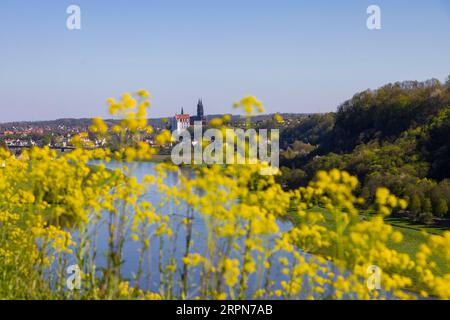 Vallée de l'Elbe au-dessus de Karpfenschaenke. Vue sur Meissen avec le château et la cathédrale d'Albrechtsburg Banque D'Images