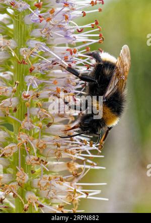 Bourdon de jardin, Bombus hortorum, collecte du nectar d'une plante de salvia dans un jardin du Suffolk, Banque D'Images