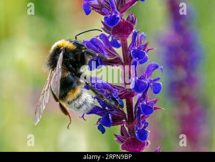 Bourdon de jardin, Bombus hortorum, collecte du nectar d'une plante de salvia dans un jardin du Suffolk, Banque D'Images