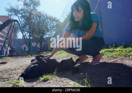 heureuse jeune femme latine accroupie dans le parc au coucher du soleil jouant et caressant le ventre de son chien, concept d'animaux de compagnie, espace de copie Banque D'Images