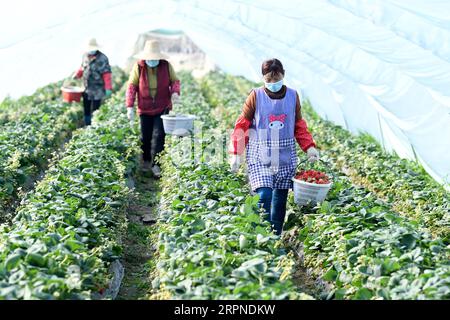 200227 -- BEIJING, le 27 février 2020 -- des agriculteurs cueillirent des fraises dans le canton de Yandian, dans le comté de Feixi, dans la province de l'Anhui, dans l'est de la Chine, le 20 février 2020. Xinhua Headlines : la Chine agit pour atténuer l'impact de l'épidémie sur la réduction de la pauvreté LiuxJunxi PUBLICATIONxNOTxINxCHN Banque D'Images