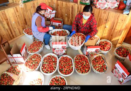 200227 -- BEIJING, le 27 février 2020 -- des agriculteurs emballent des fraises nouvellement cueillies dans le canton de Yandian, dans le comté de Feixi, dans la province de l Anhui, dans l est de la Chine, le 20 février 2020. Xinhua Headlines : la Chine agit pour atténuer l'impact de l'épidémie sur la réduction de la pauvreté LiuxJunxi PUBLICATIONxNOTxINxCHN Banque D'Images