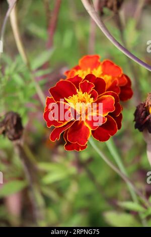 Marigold africain dans la lumière du soir Banque D'Images