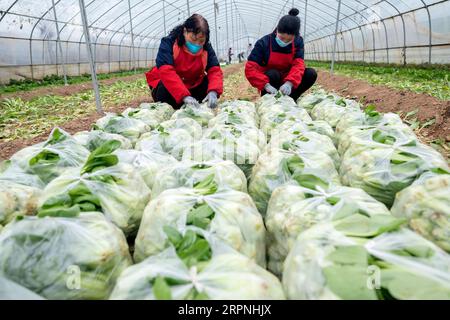 200229 -- SANMENXIA, le 29 février 2020 -- des villageois emballent des légumes dans une base de plantation dans le district de Shanzhou à Sanmenxia, province du Henan au centre de la Chine, le 28 février 2020. Récemment, Sanmenxia a réalisé un projet visant à assurer l’approvisionnement en légumes des résidents grâce à un système de distribution communautaire développé par une plateforme de commerce électronique. La plate-forme transporte les légumes des bases de plantation des agriculteurs locaux vers les communautés résidentielles. Les résidents locaux récupèrent leurs commandes séparément. De cette façon, les résidents peuvent acheter des légumes frais sans contact dans l'ensemble du processus. Jusqu'à présent, le projet servi Banque D'Images