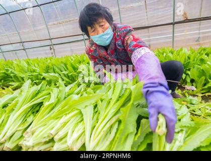 200229 -- SANMENXIA, le 29 février 2020 -- Un villageois récolte des légumes dans une base de plantation dans le district de Shanzhou de Sanmenxia, dans la province du Henan, au centre de la Chine, le 28 février 2020. Récemment, Sanmenxia a réalisé un projet visant à assurer l’approvisionnement en légumes des résidents grâce à un système de distribution communautaire développé par une plateforme de commerce électronique. La plate-forme transporte les légumes des bases de plantation des agriculteurs locaux vers les communautés résidentielles. Les résidents locaux récupèrent leurs commandes séparément. De cette façon, les résidents peuvent acheter des légumes frais sans contact dans l'ensemble du processus. Jusqu'à présent, le serveur de projet Banque D'Images