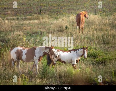 Ranch Horse dans le paysage américain Banque D'Images