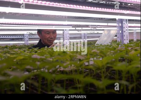 200305 -- CHANGSHA, le 5 mars 2020 -- Un agriculteur vérifie la croissance de plants de poivron dans une serre du village de Jinyuan, dans la municipalité de Gejia, à Liuyang, dans la province du Hunan, au centre de la Chine, le 5 mars 2020. CHINA-HUNAN-FARMING CN ChenxZhenhai PUBLICATIONxNOTxINxCHN Banque D'Images