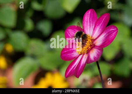 Bourdon se nourrissant et pollinisant sur une fleur de Dahlia Banque D'Images