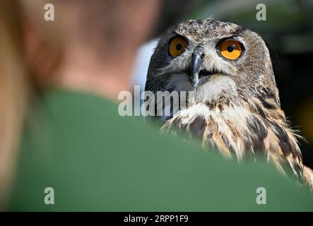 Chlumetin, République tchèque. 05 septembre 2023. Mise en liberté de cinq hibou-aigle d'Eurasie (Bubo bubo), la plus grande chouette de République tchèque, dans la nature dans les monts Zdarske vrchy, Chlumetin, région de Zdar, République tchèque, septembre 5, 2023. crédit : Lubos Pavlicek/CTK photo/Alamy Live News Banque D'Images