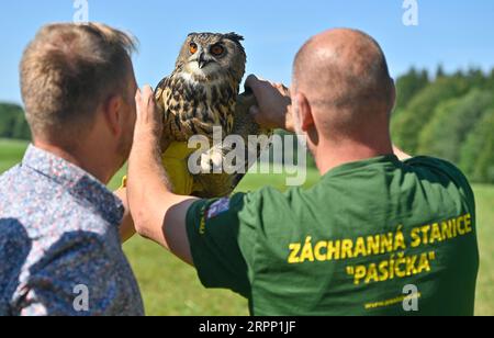 Chlumetin, République tchèque. 05 septembre 2023. Mise en liberté de cinq hibou-aigle d'Eurasie (Bubo bubo), la plus grande chouette de République tchèque, dans la nature dans les monts Zdarske vrchy, Chlumetin, région de Zdar, République tchèque, septembre 5, 2023. tête de la station de sauvetage de Pasicka Josef Cach. Crédit : Lubos Pavlicek/CTK photo/Alamy Live News Banque D'Images