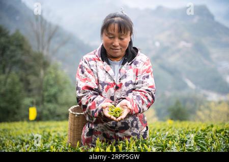 200311 -- SHIMENHUNAN, le 11 mars 2020 -- Un cultivateur de thé montre des feuilles de thé dans un jardin de thé dans le village de Xuejia, dans le canton de Nanbei, dans le comté de Shimen, province du Hunan, en Chine centrale, le 11 mars 2020. Les jardins de thé dans le canton de Nanbei ont atteint une superficie de 13 000 mu environ 867 hectares, avec une production annuelle de 2 500 tonnes de thé sec et une valeur de production totale de 40 millions de yuans environ 5,76 millions de dollars américains. CHINA-HUNAN-SPRING TEA CN ChenxSihan PUBLICATIONxNOTxINxCHN Banque D'Images