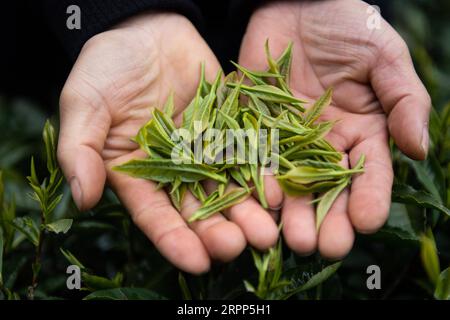 200311 -- SHIMENHUNAN, le 11 mars 2020 -- Un cultivateur de thé montre des feuilles de thé dans un jardin de thé dans le village de Xuejia, dans le canton de Nanbei, dans le comté de Shimen, province du Hunan, en Chine centrale, le 11 mars 2020. Les jardins de thé dans le canton de Nanbei ont atteint une superficie de 13 000 mu environ 867 hectares, avec une production annuelle de 2 500 tonnes de thé sec et une valeur de production totale de 40 millions de yuans environ 5,76 millions de dollars américains. CHINA-HUNAN-SPRING TEA CN ChenxSihan PUBLICATIONxNOTxINxCHN Banque D'Images