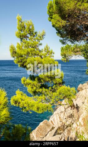 Falaises ensoleillées, couvertes de branches d'arbres à feuilles persistantes, à Petrovac na Moru, Monténégro. Banque D'Images