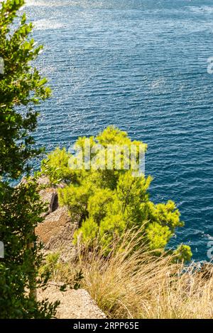 Falaises ensoleillées, couvertes de branches d'arbres à feuilles persistantes, à Petrovac na Moru, Monténégro. Banque D'Images