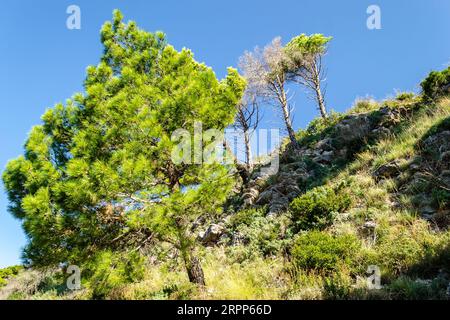 Falaises ensoleillées, couvertes de branches d'arbres à feuilles persistantes, à Petrovac na Moru, Monténégro. Banque D'Images