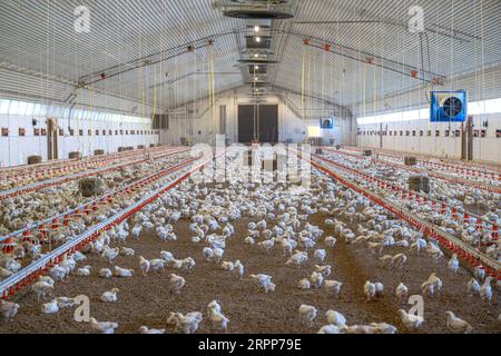 05 septembre 2023, Basse-Saxe, Dötlingen : les poulets de chair de la race Hubbard 757 sont conservés dans une maison avec les spécifications du système néerlandais 'Beter Leven 1 Ster'. En Basse-Saxe, le plus grand nombre de volailles est conservé par rapport au reste de l'Allemagne, comme le montrent les chiffres de l'Office fédéral de la statistique. Photo : Sina Schuldt/dpa Banque D'Images