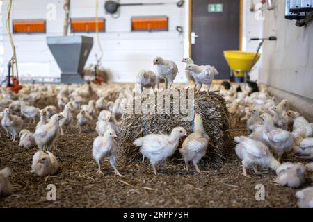 05 septembre 2023, Basse-Saxe, Dötlingen : les poulets de chair de la race Hubbard 757 sont conservés dans une maison avec les spécifications du système néerlandais 'Beter Leven 1 Ster'. En Basse-Saxe, le plus grand nombre de volailles est conservé par rapport au reste de l'Allemagne, comme le montrent les chiffres de l'Office fédéral de la statistique. Photo : Sina Schuldt/dpa Banque D'Images