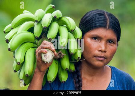 Panama, Bocas del Toro Highlands. Ngobe Bugle indian a récolté quelques bananes. Banque D'Images