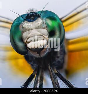 macrophotographie extrême de la tête d'une libellule Banque D'Images