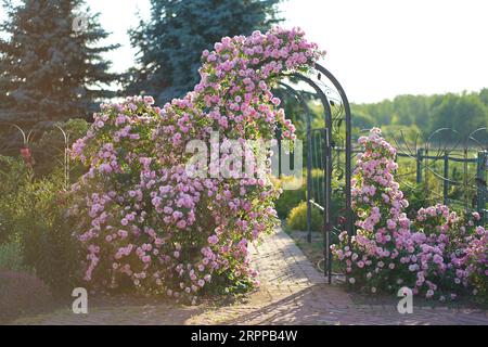 Rose pousse sur une arche. Rose bouclé, l'escalade pousse sur une arche en métal, soutien. Végétation pour aménagement paysager. Décor de clôture dans une cour privée Banque D'Images