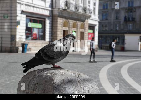 200317 -- LJUBLJANA, le 17 mars 2020 -- Un pigeon repose sur la place Preseren à Ljubljana, capitale de la Slovénie, le 16 mars 2020. Le nombre de cas confirmés de COVID-19 en Slovénie est passé à 253, selon le gouvernement lundi. Le gouvernement a décidé de suspendre les transports publics à partir de dimanche minuit et de prolonger indéfiniment le décret précédent sur la fermeture de tous les établissements d'enseignement. SLOVÉNIE-LJUBLJANA-COVID-19 PengxLijun PUBLICATIONxNOTxINxCHN Banque D'Images