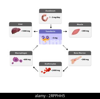 Distribution du fer dans l'organisme, métabolisme du fer. du foie, de l'intestin et de la rate. Circulation, recyclage, stockage et absorption du ferrum. Erythropoie Banque D'Images